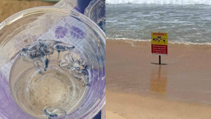 Warning Issued as Portuguese Man o’ War Wash Ashore on Phuket Beaches