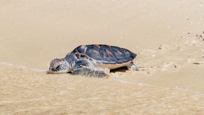 Marine Conservation Highlighted at Pullman Phuket Panwa Beach Resort’s Ocean Week