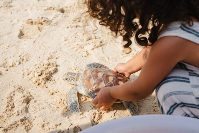 Phuket Marriott Resort’s Drone Aids Local Communities and Turtle Conservation