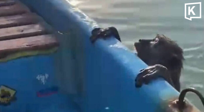 Fisherman saves monkey struggling in sea near Phuket