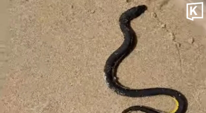 Lifeguards Rescue Sea Snake at Kamala Beach