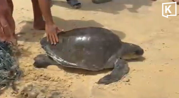 Lifeguards Save Sea Turtle from Fishing Net at Karon Beach