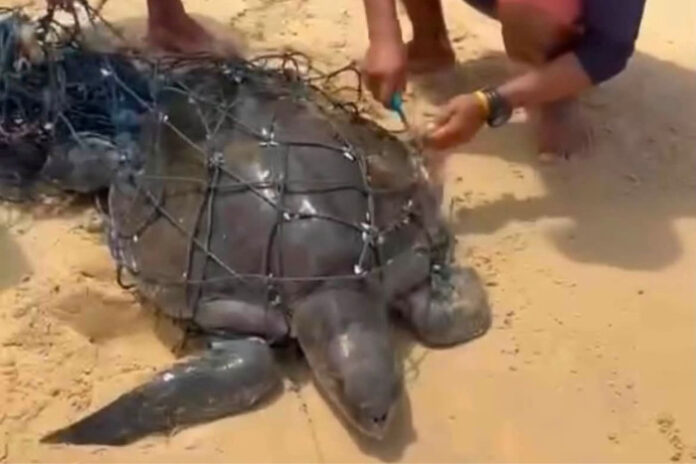 Rescue of Olive Ridley Sea Turtle from Fishing Net at Karon Beach