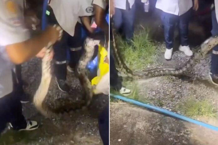 15-Foot Python Rescued from Phuket Family's Garden