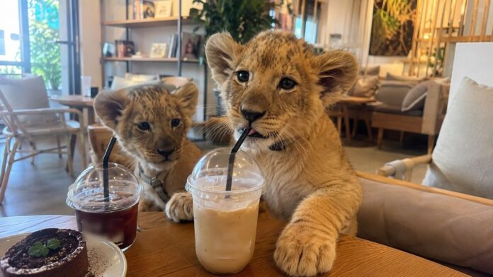 Chinese Tourist Injured by Lion Cub at Phuket Cafe Opts for Rabies Vaccination