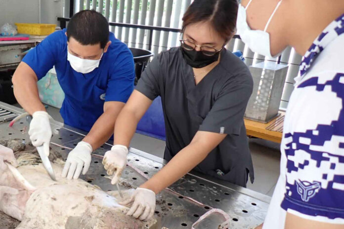 Investigation Underway into Dugong's Mysterious Death in Phang Nga