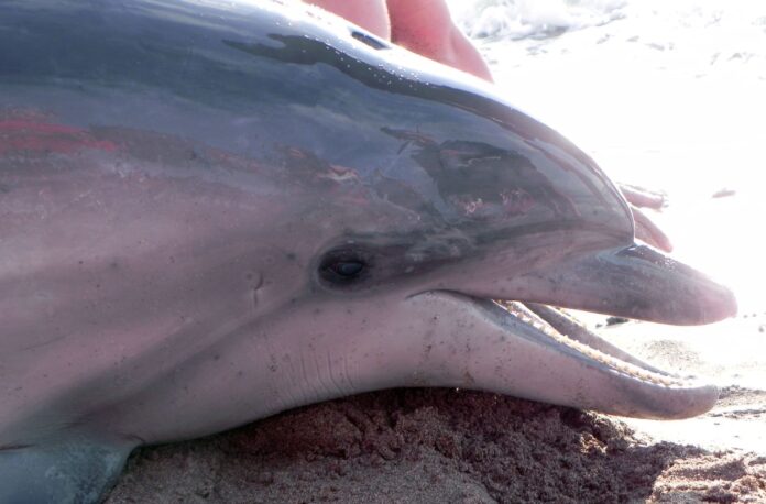 Lifeguards and specialists collaborate to rescue stranded dolphin calf in Phuket