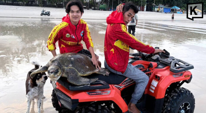 50kg Sea Turtle Rescued from Patong Beach
