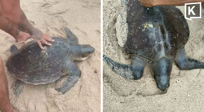 Lifeguards Rescue Sea Turtle Stranded at Kamala Beach Due to Strong Waves