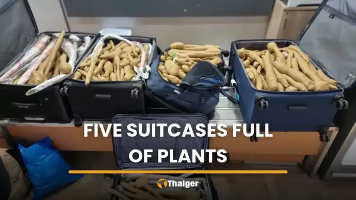 Israeli Doctor Faces Legal Action for Bringing 300 Thai Plants into Israel