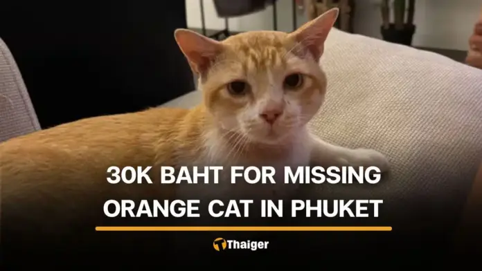 Phuket Man Offers 30,000 Baht Reward for Missing Cat